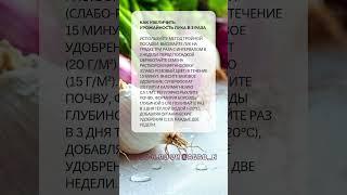 Увеличиваем урожай лука