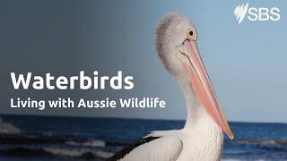 Water birds | Living with Aussie Wildlife | Learn English