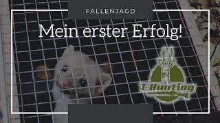 Marder in der Falle   Mein erster Fang