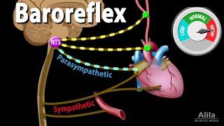 Baroreflex Regulation of Blood Pressure, Animation.