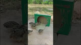 Really creative bird trap - Best underground trapping #shortvideo #short