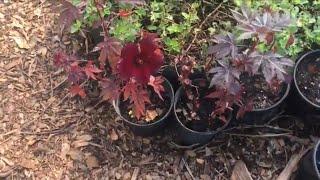 Planting cuttings of the Cranberry Hibiscus