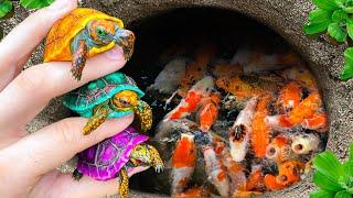 Amazing Catch Colorful Baby Turtles In Eggs After Storm, Feather Fish, Dinosaur Fish, Catfish, Koi