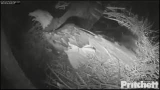 Eagle covered the chicks with itself when the owl attacked/Атака совы. Птенцам повезло мама прикрыла