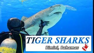 Scuba diving with Tiger sharks. Entire dive (unedited in 4K)