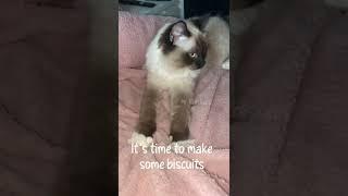 Making biscuits  #funnyanimals #cats #funnycats #ragdoll #shorts #cute #funnykitten