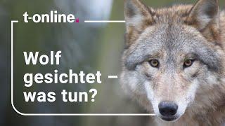 Begegnung mit einem Wolf: So verhalten Sie sich richtig