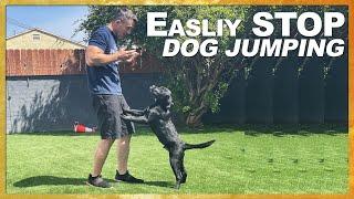 Easily and Quickly Teach Your Dog NOT to Jump on People