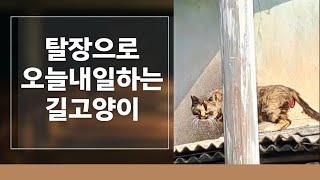 탈장으로 심각한 상황에 맞닥뜨린 까용이를 포획할수 있을지 미지수입니다.