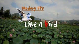 Like a bird ㅣ Long take ㅣmodory FPV