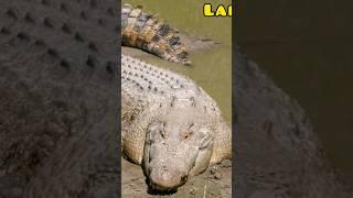 Crocodile facts