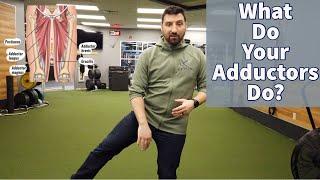 What Do Your Adductor Muscles Do? - A Physical Therapist Explains