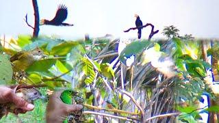 Full mikat  burung² mahal mas broo