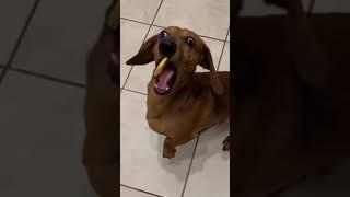 He really did not enjoy that   #cutedachshund #dachshundarts  Credit:  ️ Dachshund Dogys | Da