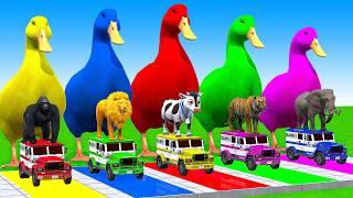 5 Giant Duck Cartoon,Cow,Mammoth,Dog,T-Rex,Lion,Tiger Paint Wild Animals Crossing Fountain Animation