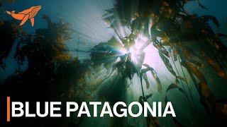 Blue Patagonia: Forests Beneath the Sea | A Sea of Hope | SeaLegacy