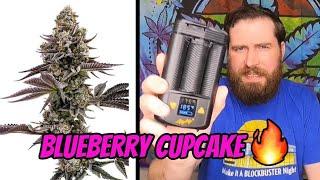 Blueberry Cupcake by Humboldt Seed Company - Strain Review