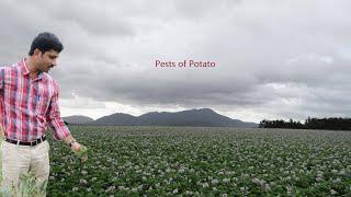 Lecture Hort Pests 4 Pests of Potato