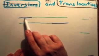 Translocations
