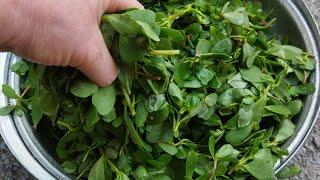 STORE Purslane IN THIS WAY - CONSUME IT FRESH IN WINTER - HOW TO STORE Purslane FOR WINTER?