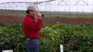 Edamame Soybeans - Arkansas Farm Bureau