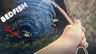 Food Chain Challenge Catches GIANT BEDFISH!!? (Amazing Underwater Footage)