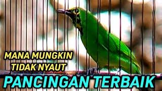 CUCAK IJO GACOR NGTROK BONGKAR ISIAN, PASTI IKUT BUNYI GACOR EMOSI