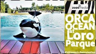 LORO PARQUE: Do the ORCAS have enough space?  | zoos.media