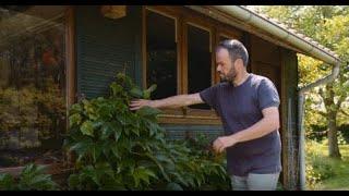 Ga ook voor meer groen in je (stads)tuin met levende omheiningen én gevelgroen!