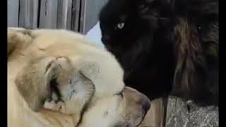 Кот и собака встретились на узкой дороже / Cat and dog met on a narrow road