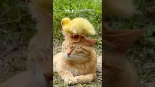 Cat and duck #music #funny #kittenmusic #musiccat #animals #kittymusic #musicvideo #cute #pets