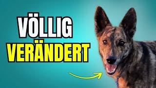 Hundetrainerin warnt: Deine Unruhe macht deinen Hund krank!