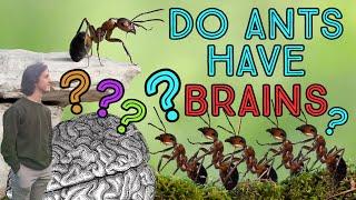 Do Ants Have Brains?