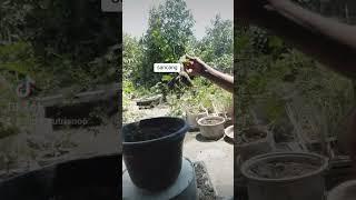 tanam bahan sancang  untuk proses lanjutan#belajar bonsai #budidaya#bonssi pemula#bonsai mame