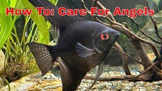 Learn How To Care For Black Angelfish In This Comprehensive Guide