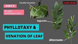 Leaf- Phyllotaxy and Venation of leaf | Arrangment of leaf | Plant Morphology | Botany Mantra