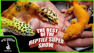 THE BEST LEOPARD GECKOS AT THE POMONA REPTILE SUPER SHOW!