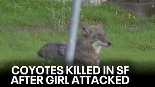 Coyotes killed after child attacked at San Francisco Botanical Garden | KTVU