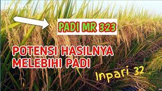 PADI MR_323 .Padi Potensi Tinggi Disukai Petani #Padigalur #Mr323