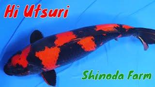 Hi Utsuri Shinoda Koi