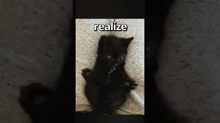 Have YOU EVER Seen a CAT do THIS  | Wholesome Moments