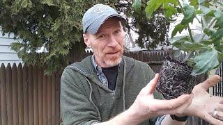 How do You Fix Root bound plants? Here’s What to Do! – Karl’s Food Forest Garden: S001E085