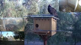 Winkler not amused at turkey vulture visit