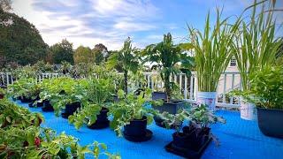 10月种什么？参观我的阳台盆栽 October container garden tour 2024