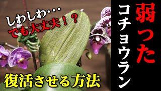 【知らなきゃ損！】弱った胡蝶蘭を復活させる方法【観葉植物レスキュー】【洋蘭の育て方】