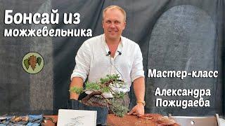 Бонсай из можжевельника: Мастер класс Александра  Пожидаева @Studio.Bonsai