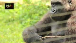 Shufai: a Gorilla's Story