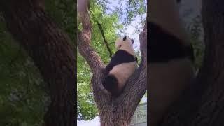 萌二你是咋想滴?#panda #国宝熊猫 #熊猫