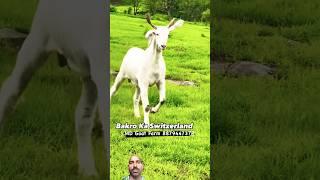 Bakra ka Switzerland - RK goat farming ayodhya -Palai Open #remix #viral #shorts #trending