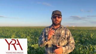 Summer Cover Crops After Wheat Harvest!  The Good, The Bad, The Ugly